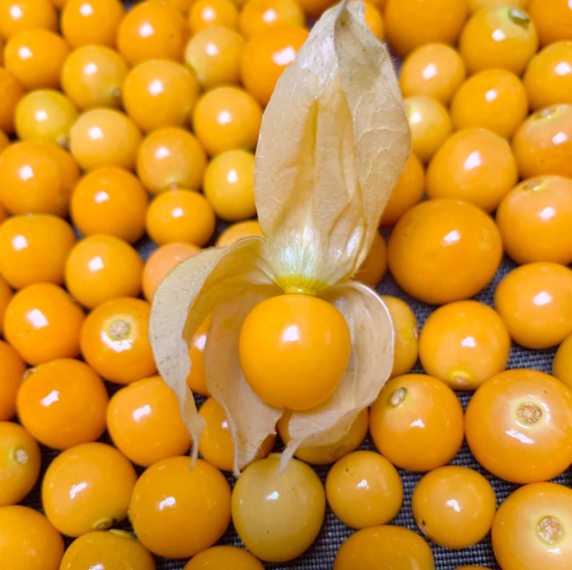 Golden berry frutita con mas de 7 nombres