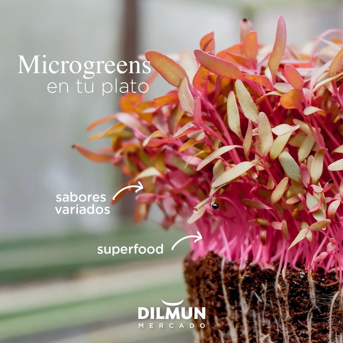 Microgreens en tu plato