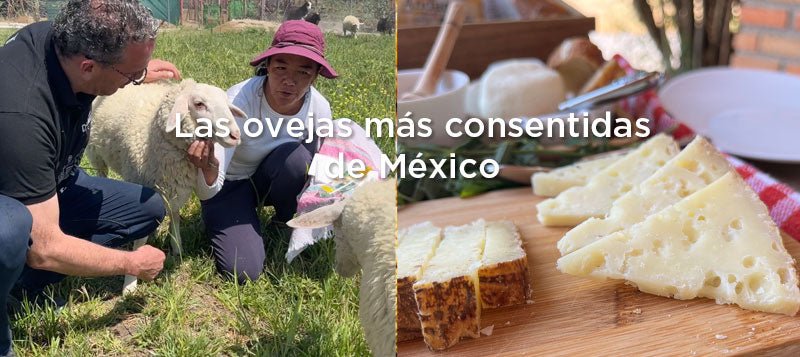Las ovejas más consentidas de México