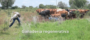 Hay otra manera de hacer ganadería: regenerativamente
