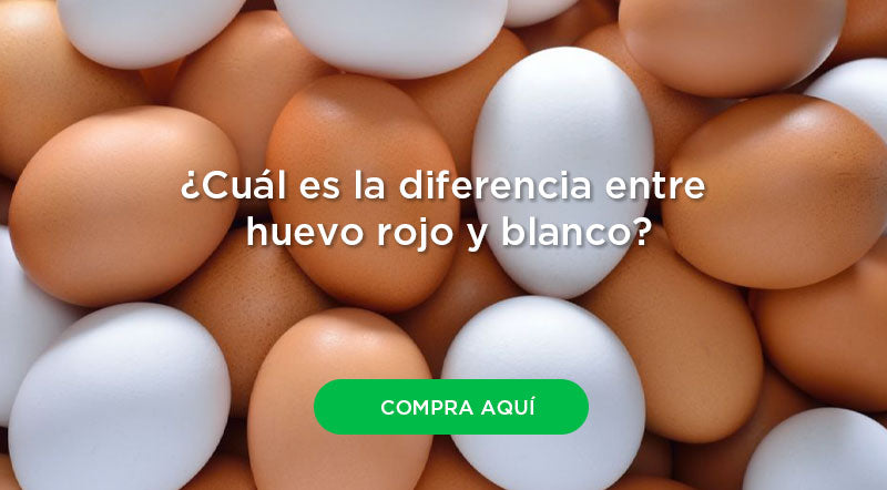 ¿Es mejor el huevo rojo o el blanco?