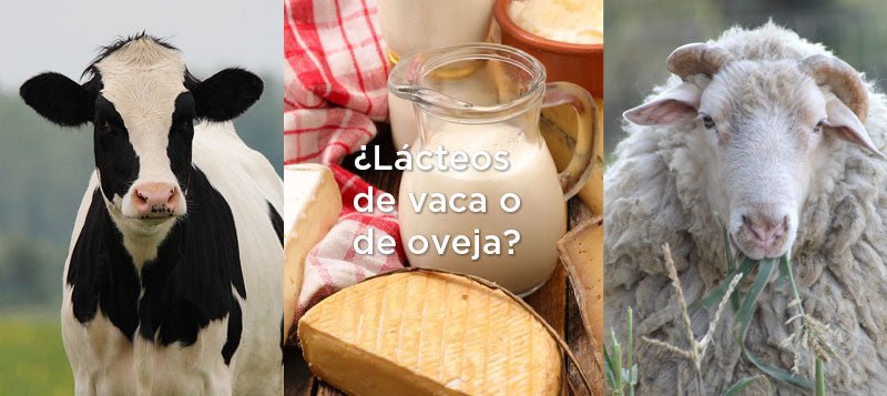 ¿Qué lácteos son mejores? ¿De oveja o de vaca?