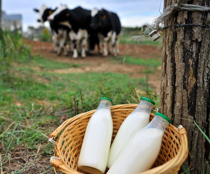 ¿Qué comes cuando consumes leche y quesos naturales?