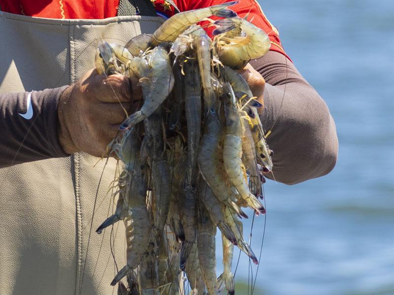 Pesca sustentable vs. comercial (y 5 beneficios de consumir pescado saludable)
