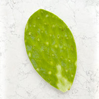 DILMUN Nopal mediano 1 pieza