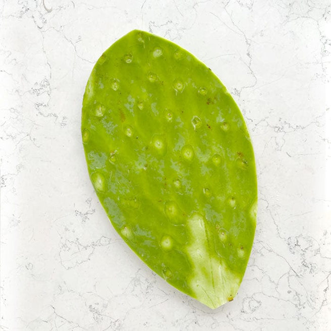 DILMUN Nopal mediano 1 pieza