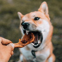 DILMUN Paleo snacks orgánicos para perro 120g Alphavet