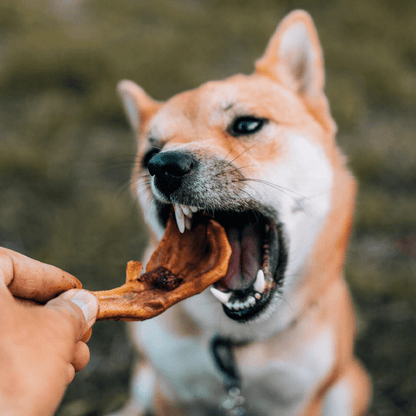 DILMUN Paleo snacks orgánicos para perro 120g Alphavet