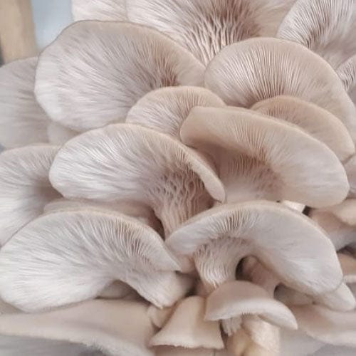 DILMUN Seta gris orgánica 250g Rancho La Pausa